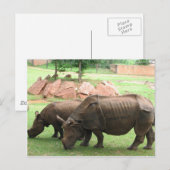 Carte Postale Rhino (Devant / Derrière)