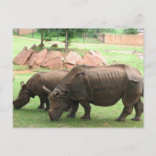 Carte Postale Rhino (Devant)