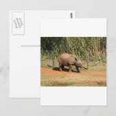 Carte Postale Rhino (Devant / Derrière)