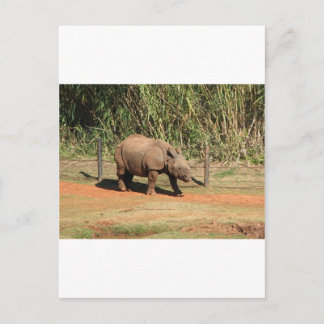 Carte Postale Rhino