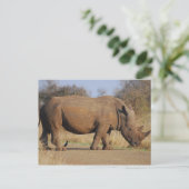 Carte Postale Rhino (Debout devant)