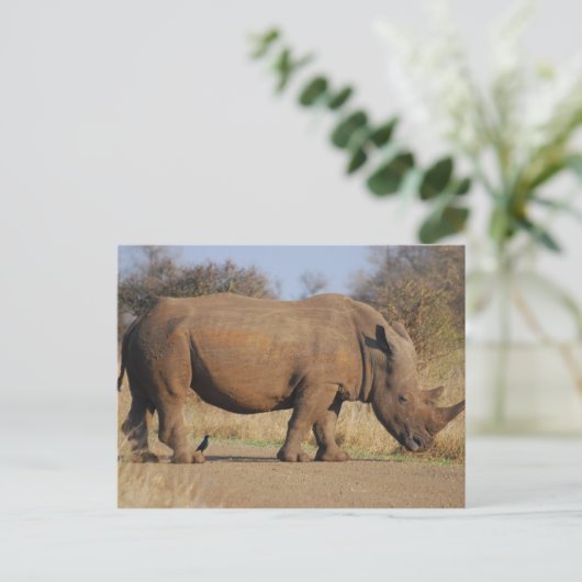 Carte Postale Rhino (Debout devant)