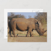 Carte Postale Rhino (Devant / Derrière)