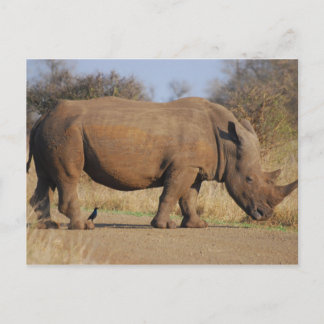 Carte Postale Rhino