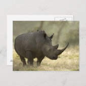 Carte Postale Rhino (Devant / Derrière)