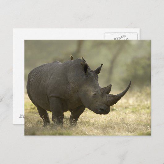 Carte Postale Rhino (Devant / Derrière)