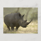 Carte Postale Rhino (Devant)