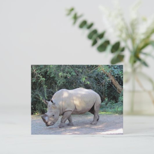 Carte postale Rhino (Debout devant)