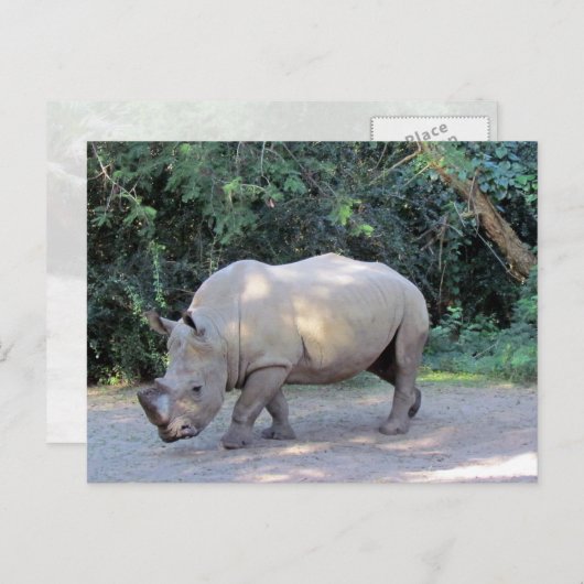 Carte postale Rhino (Devant / Derrière)