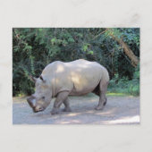 Carte postale Rhino (Devant)