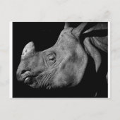 Carte Postale Rhino (Devant)