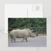 Carte Postale Rhino (Devant / Derrière)
