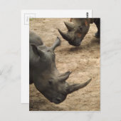 Carte Postale Rhino (Devant / Derrière)