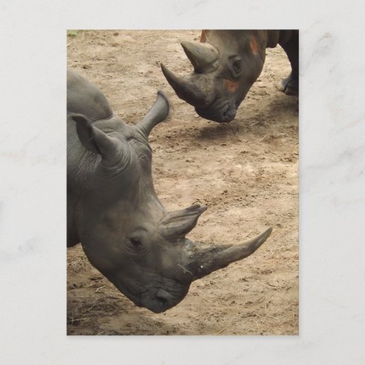 Carte Postale Rhino (Devant)