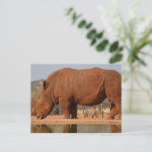 Carte Postale Rhino avec boue sur la peau (Debout devant)