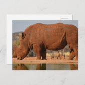 Carte Postale Rhino avec boue sur la peau (Devant / Derrière)
