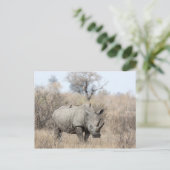 Carte Postale Rhino blanc (Debout devant)