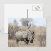 Carte Postale Rhino blanc (Devant / Derrière)