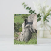 Carte postale Rhino Blanc (Debout devant)
