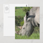 Carte postale Rhino Blanc (Devant / Derrière)