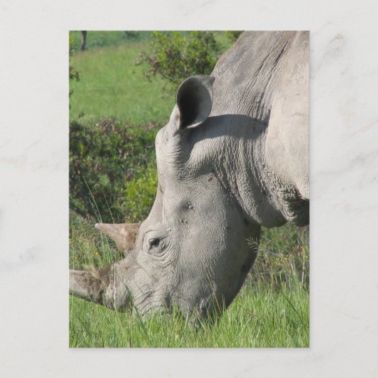Carte postale Rhino Blanc (Devant)