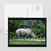 Carte Postale Rhino blanc (Devant / Derrière)
