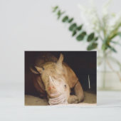 Carte Postale rhino bleu (Debout devant)