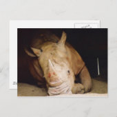 Carte Postale rhino bleu (Devant / Derrière)