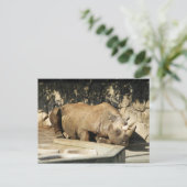 Carte Postale Rhino couché (Debout devant)