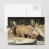 Carte Postale Rhino couché (Devant / Derrière)