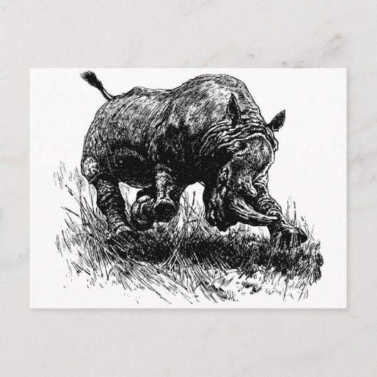 Carte Postale Rhino d'Afrique (Devant)