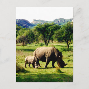 Carte Postale rhino familial