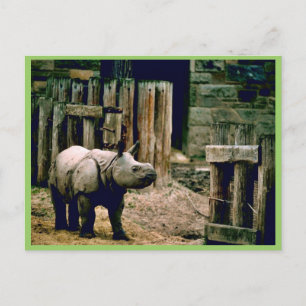 Carte Postale Rhino indien