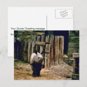 Carte Postale Rhino indien (Devant / Derrière)