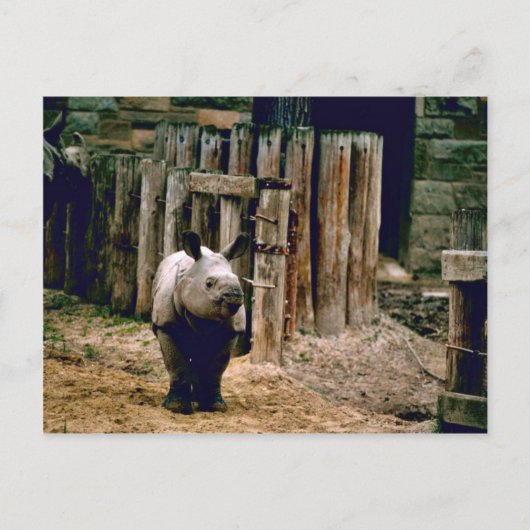 Carte Postale Rhino indien (Devant)