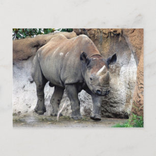 Carte Postale rhino noir4x6