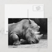 Carte Postale Rhino noir et blanc (Devant / Derrière)