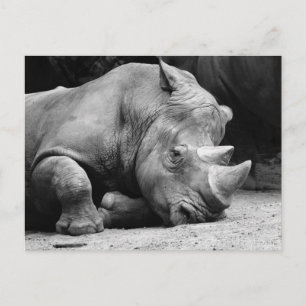 Carte Postale Rhino noir et blanc