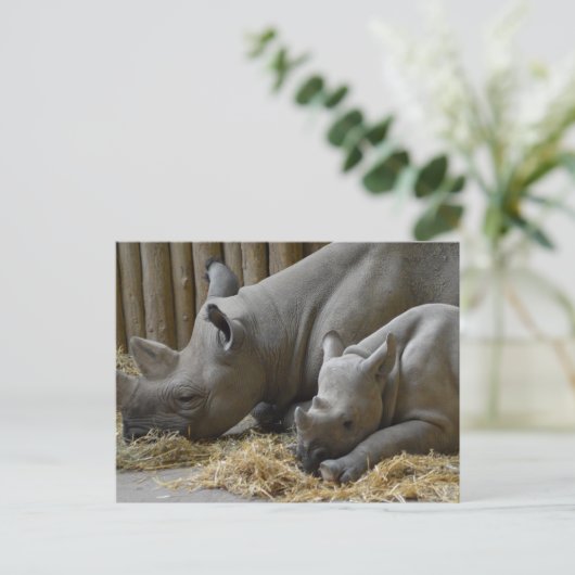 Carte Postale Rhinoceros (Debout devant)