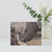 Carte Postale Rhinoceros (Debout devant)