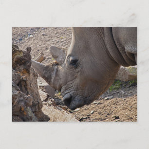 Carte Postale Rhinoceros