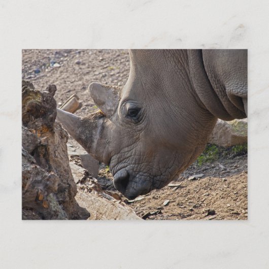 Carte Postale Rhinoceros (Devant)