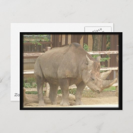 Carte Postale Rhinoceros (Devant / Derrière)