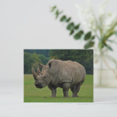 Carte postale rhinocéros (Debout devant)