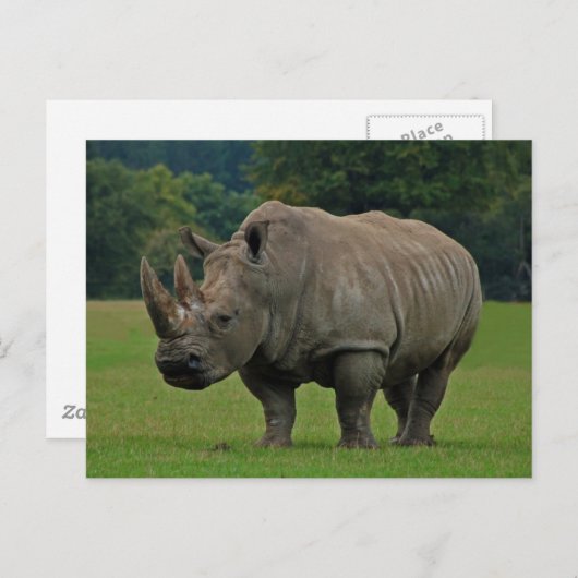 Carte postale rhinocéros (Devant / Derrière)