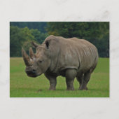 Carte postale rhinocéros (Devant)