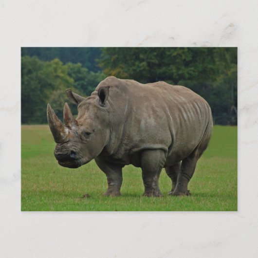 Carte postale rhinocéros (Devant)