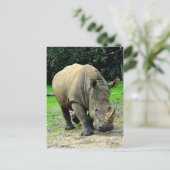 Carte postale Rhinoceros (Debout devant)