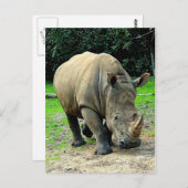 Carte postale Rhinoceros (Devant / Derrière)