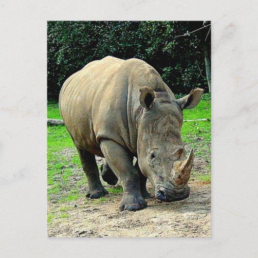 Carte postale Rhinoceros (Devant)